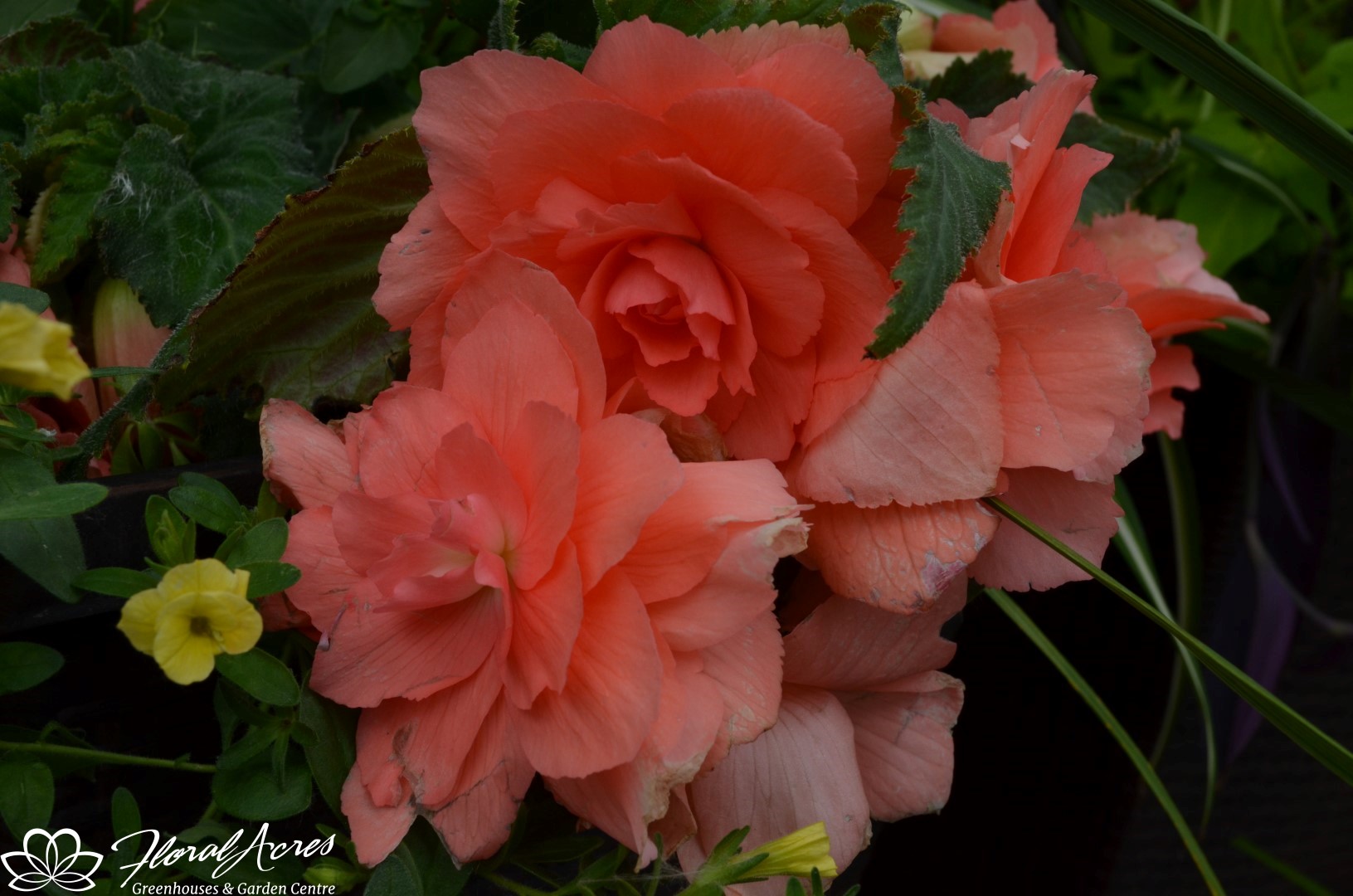 Begonia Non Stop Salmon Deep Floral Acres